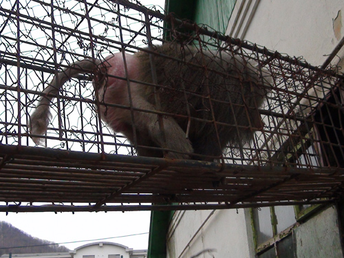 Babuin la Zoo (c) eMM.ro